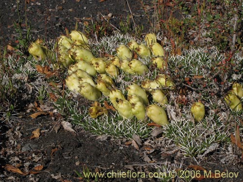 Image of Maihuenia poeppigii (Maihun). Click to enlarge parts of image.