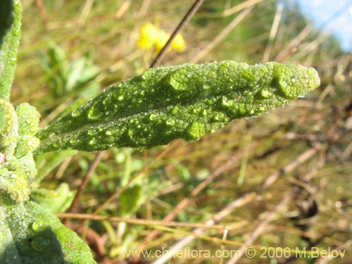 Image of Calceolaria integrifolia (). Click to enlarge parts of image.