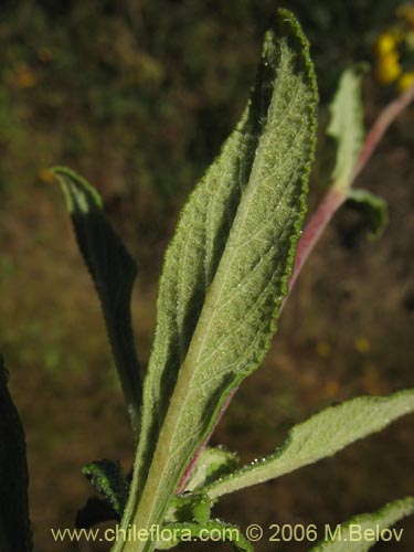 Image of Calceolaria integrifolia (). Click to enlarge parts of image.