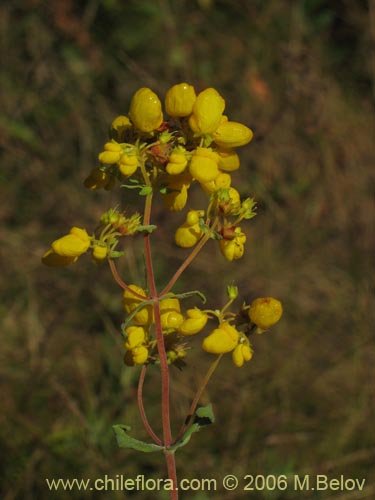 Bild von Calceolaria integrifolia (). Klicken Sie, um den Ausschnitt zu vergrössern.