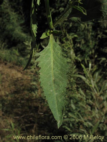 Bidens aurea的照片