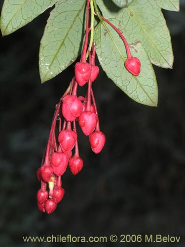 Image of Berberidopsis corallina (Michay rojo). Click to enlarge parts of image.