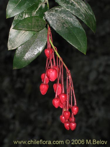 Image of Berberidopsis corallina (Michay rojo). Click to enlarge parts of image.