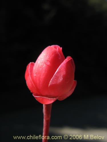 Image of Berberidopsis corallina (Michay rojo). Click to enlarge parts of image.