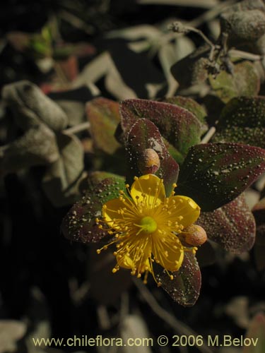 Image of Hypericum androsaemum (Toda buena / Toda santa / Androsema). Click to enlarge parts of image.