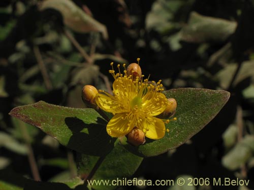 Image of Hypericum androsaemum (Toda buena / Toda santa / Androsema). Click to enlarge parts of image.