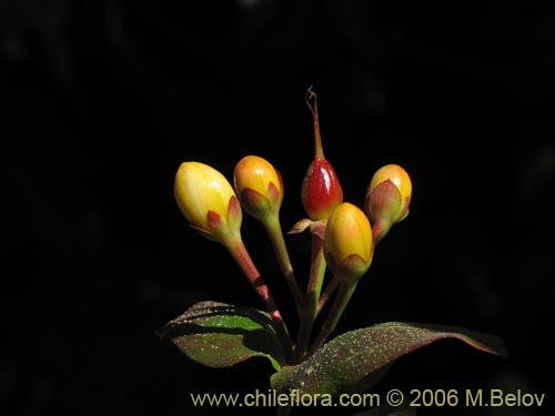 Image of Hypericum androsaemum (Toda buena / Toda santa / Androsema). Click to enlarge parts of image.