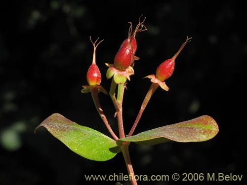 Image of Hypericum androsaemum (Toda buena / Toda santa / Androsema). Click to enlarge parts of image.
