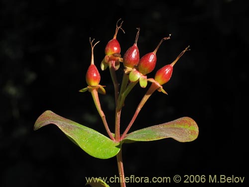 Image of Hypericum androsaemum (Toda buena / Toda santa / Androsema). Click to enlarge parts of image.