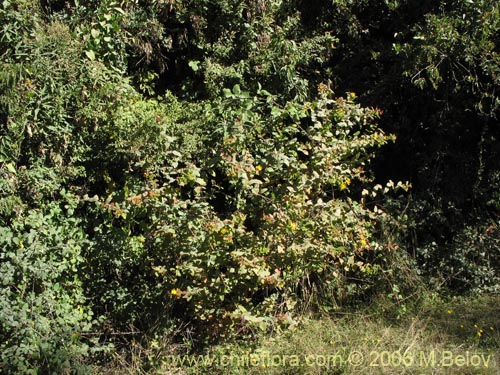 Image of Hypericum androsaemum (Toda buena / Toda santa / Androsema). Click to enlarge parts of image.