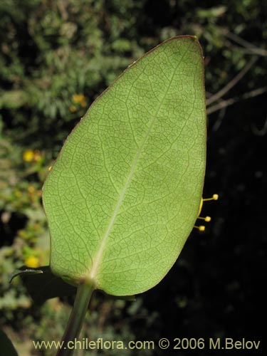 Image of Hypericum androsaemum (Toda buena / Toda santa / Androsema). Click to enlarge parts of image.