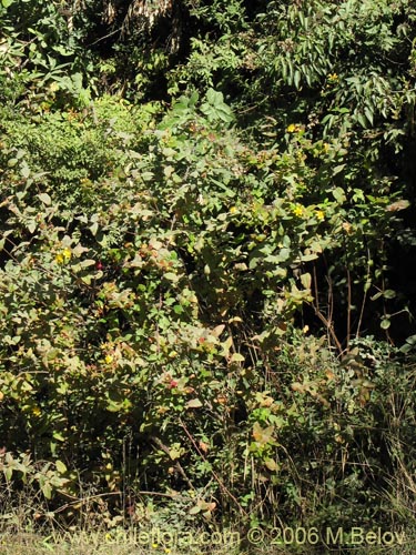 Image of Hypericum androsaemum (Toda buena / Toda santa / Androsema). Click to enlarge parts of image.