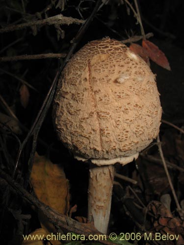 未確認の植物種 sp. #2282の写真