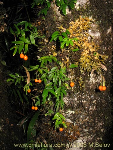 Bild von Luzuriaga radicans (Quilineja / Coral / Azahar). Klicken Sie, um den Ausschnitt zu vergrössern.