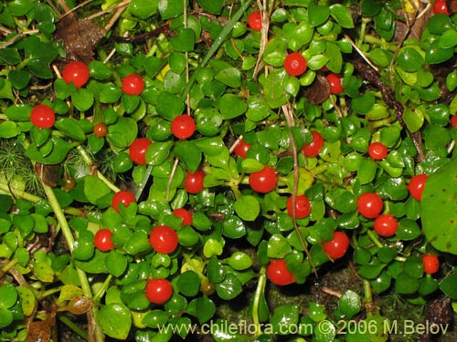 Bild von Nertera granadensis (Rucachucao / Coralito / Quelligüenchucaou). Klicken Sie, um den Ausschnitt zu vergrössern.
