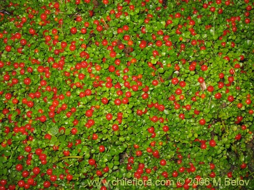 Bild von Nertera granadensis (Rucachucao / Coralito / Quelligüenchucaou). Klicken Sie, um den Ausschnitt zu vergrössern.