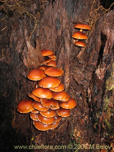 Image of Flammulina velutipes (Enokitake). Click to enlarge parts of image.