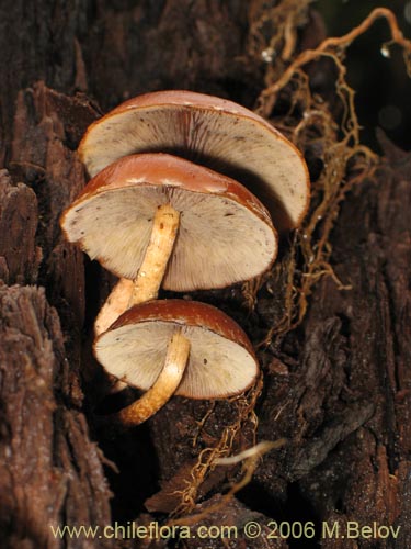 Image of Flammulina velutipes (Enokitake). Click to enlarge parts of image.