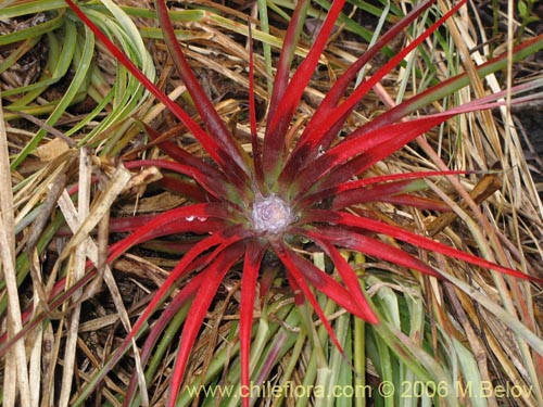 Bild von Fascicularia bicolor (Puñeñe / Chupón / Chupalla). Klicken Sie, um den Ausschnitt zu vergrössern.