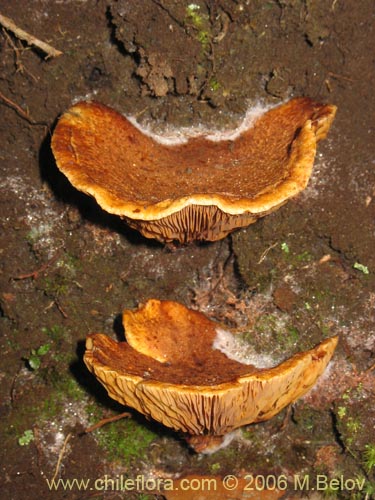 未確認の植物種 sp. #2284の写真