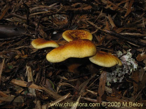 Image of Unidentified Plant sp. #2286 (). Click to enlarge parts of image.