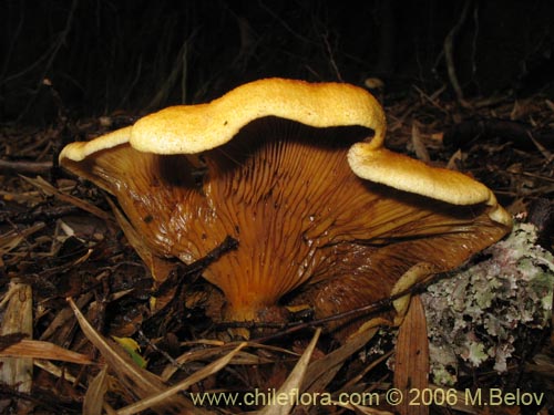 Image of Unidentified Plant sp. #2286 (). Click to enlarge parts of image.