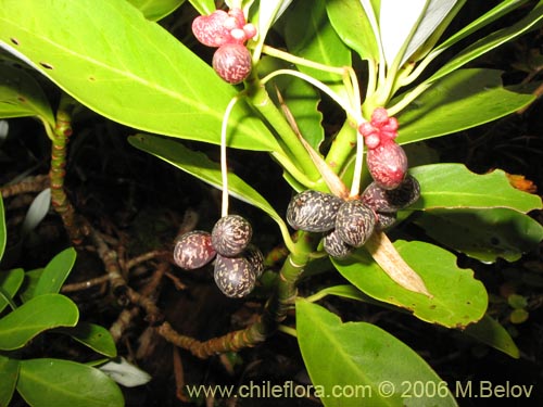 Image of Drimys andina (Canelo enano / Canelo andino). Click to enlarge parts of image.