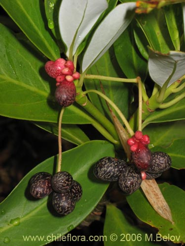 Image of Drimys andina (Canelo enano / Canelo andino). Click to enlarge parts of image.