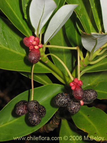 Image of Drimys andina (Canelo enano / Canelo andino). Click to enlarge parts of image.