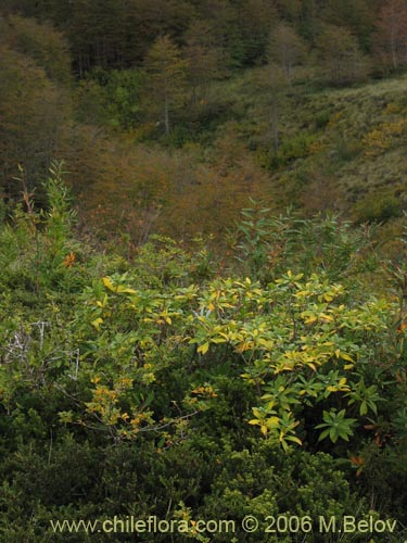 Image of Ovidia andina (Traro-voqui). Click to enlarge parts of image.