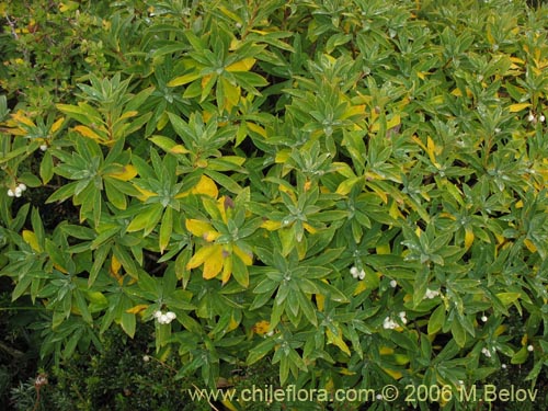 Image of Ovidia andina (Traro-voqui). Click to enlarge parts of image.