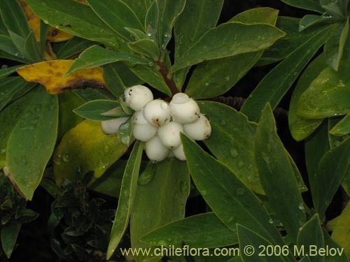 Image of Ovidia andina (Traro-voqui). Click to enlarge parts of image.