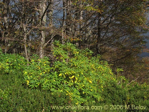 Image of Ovidia andina (Traro-voqui). Click to enlarge parts of image.