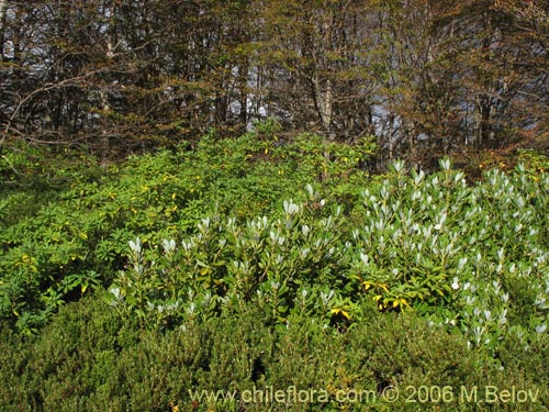 Image of Ovidia andina (Traro-voqui). Click to enlarge parts of image.