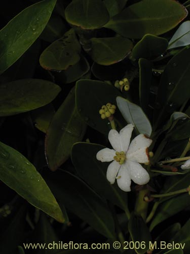 Image of Drimys andina (Canelo enano / Canelo andino). Click to enlarge parts of image.