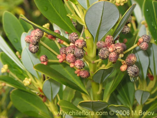 Image of Drimys andina (Canelo enano / Canelo andino). Click to enlarge parts of image.