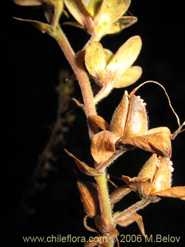 Image of Digitalis purpurea (Dedalera / Campanilla). Click to enlarge parts of image.