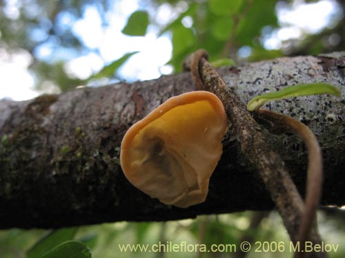 Image of Aleurodiscus vitellinus (). Click to enlarge parts of image.