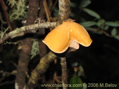 Image of Aleurodiscus vitellinus (). Click to enlarge parts of image.