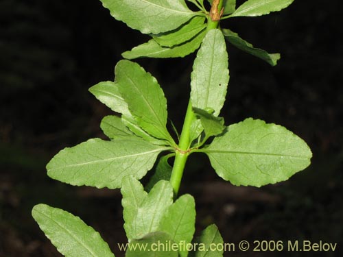 Discaria serratifolia的照片