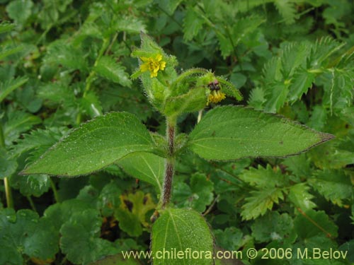 Image of Siegesbeckia sp. #2281 (). Click to enlarge parts of image.