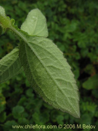 Image of Siegesbeckia sp. #2281 (). Click to enlarge parts of image.