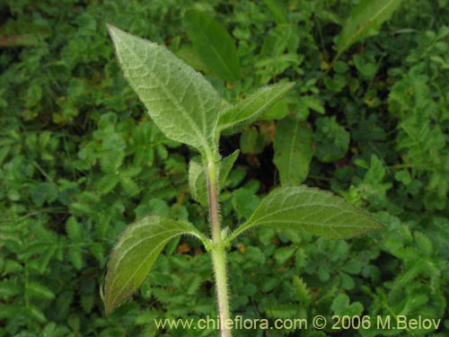 Image of Siegesbeckia sp. #2281 (). Click to enlarge parts of image.