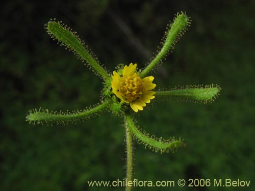 Image of Siegesbeckia sp. #2281 (). Click to enlarge parts of image.