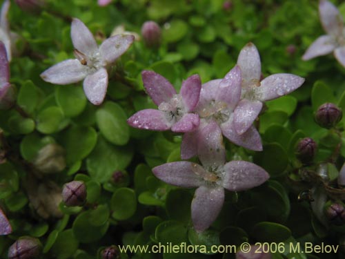 Bild von nicht bestimmte Pflanze sp. #3020 (). Klicken Sie, um den Ausschnitt zu vergrössern.