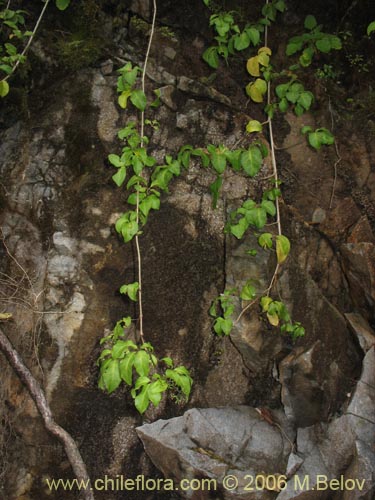 Bild von Pseudopanax valdiviensis (Traumen / Curaco / Voqui naranjillo). Klicken Sie, um den Ausschnitt zu vergrössern.