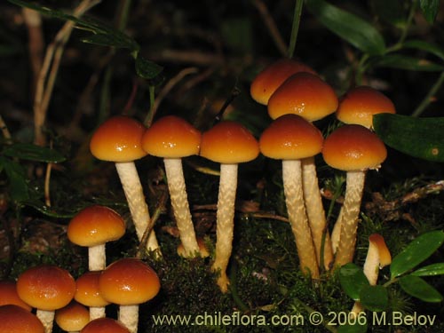 Flammulina velutipes의 사진