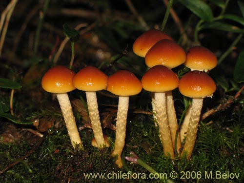 Flammulina velutipes의 사진