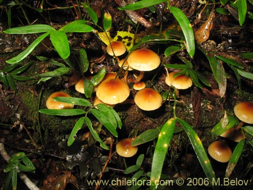 Flammulina velutipes의 사진