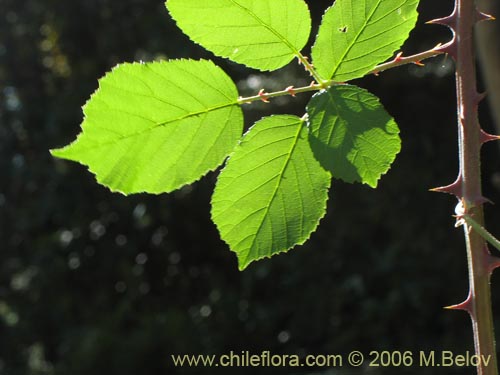 Rubus ulmifolius의 사진